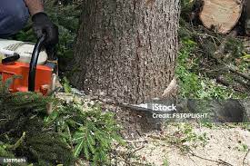How Our Tree Care Process Works  in  Corunna, MI